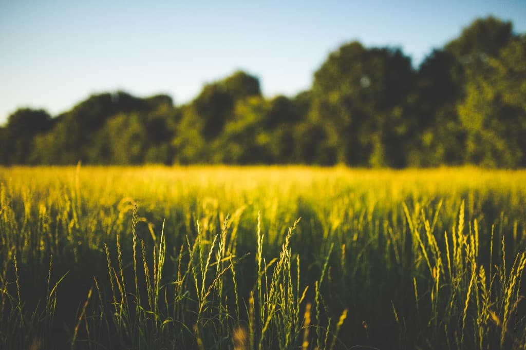 Fields