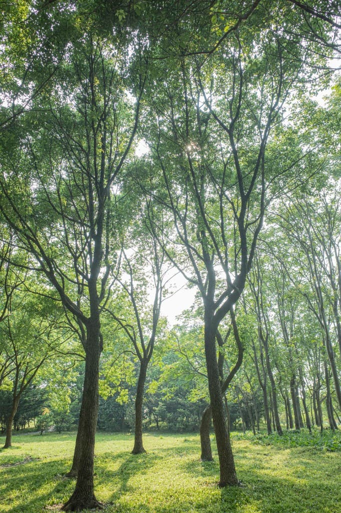 Canopy